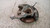 SEAT LEON «5F1» (2013) ASSALE FUSELLO RUOTA POST. SX. USATO Da 2012 A 2016 [[234048]]