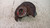SEAT LEON «5F1» (2013) ASSALE FUSELLO RUOTA ANT. DX. USATO Da 2012 A 2016 [[234066]]