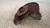 SEAT LEON «5F1» (2013) ASSALE FUSELLO RUOTA ANT. DX. USATO Da 2012 A 2016 [[234066]]