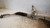 PEUGEOT 407  (2004) STERZO SCATOLA STERZO C/SERVOSTERZO USATO Da 2009 A 2011 [[234252]]