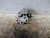 FIAT 500X (2018) MOTORE SUPPORTO GOMMA MOTORE DX. USATO Da 2018 in poi [[226446]]
