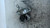 FIAT PANDA «III» (2012) MOTORE SUPPORTO GOMMA MOTORE DX. USATO Da 2012 in poi [[222004]]