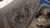 FIAT TEMPRA (1990) ASSALE MOZZO RUOTA C/CUSCINETTO POST. SX. USATO Da 1990 A 1993 [[234745]]