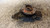 FUSELLO RUOTA ANT. SX. USATO DAL 1990 AL 1993 FIAT TEMPRA (1990) 46480639 [[234735]]