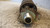 FIAT TEMPRA (1990) ASSALE AMMORTIZZATORE ANT. SX. USATO Da 1990 A 1993 [[234733]]