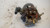 FORD FIESTA «V» (2002) SCARICO E INIEZIONE POMPA INIEZIONE USATO Da 2002 A 2008 [[235388]]