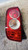 NISSAN MICRA «III» (2003) FANALERIA FANALE POST. SX. USATO Da 2003 A 2005 [[233460]]