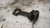 NISSAN QASHQAI «II» (2014) MOTORE PISTONE USATO [[235688]]