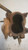 RENAULT CLIO «III» (2006) SCARICO E INIEZIONE TURBINA USATO Da 2005 A 2006 [[235641]]