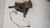 OPEL CORSA «D» (2007) ASSALE FUSELLO RUOTA ANT. SX. USATO Da 2006 A 2010 [[235619]]