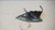LANCIA Y (YPSILON) (1996) FANALERIA FANALINO COMPLETO ANT. SX. USATO Da 2001 A 2003 [[236235]]