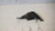 LANCIA Y (YPSILON) (1996) FANALERIA FANALINO COMPLETO ANT. SX. USATO Da 2001 A 2003 [[236235]]