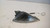 LANCIA Y (YPSILON) (1996) FANALERIA FANALINO COMPLETO ANT. DX. USATO Da 2001 A 2003 [[235990]]