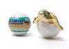 Sea Turtle Hatchling Egg