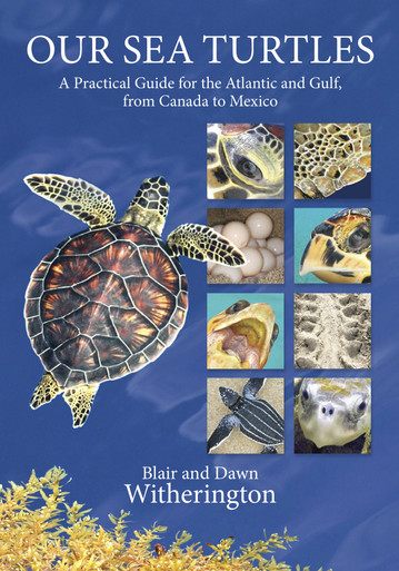 Tammy Turtle A Tale of Saving Sea Turtles Children's Book - Loggerhead  Marinelife Center