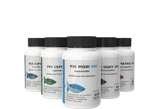 Our fish are more than just pets; they're cherished companions who bring joy and tranquility to our lives.