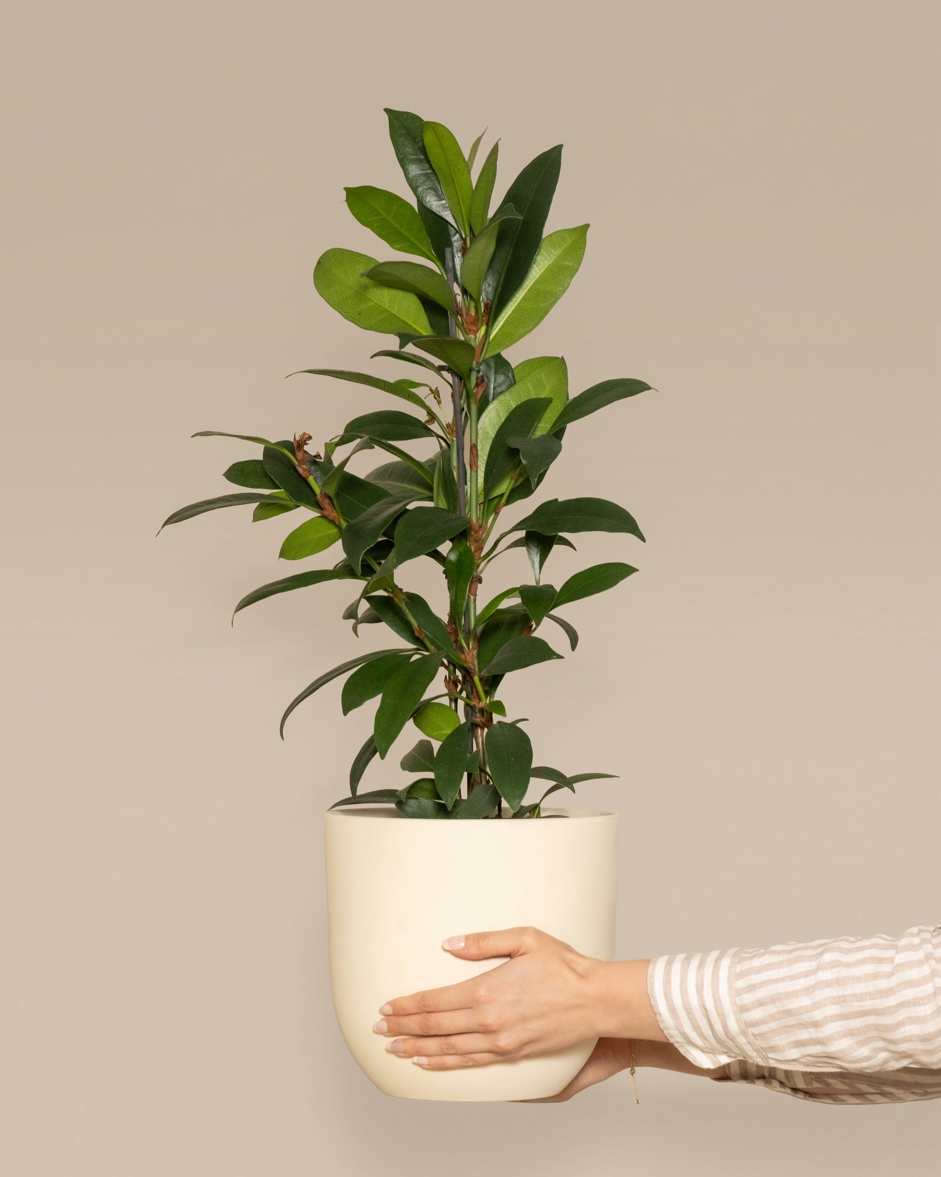 African Fig
