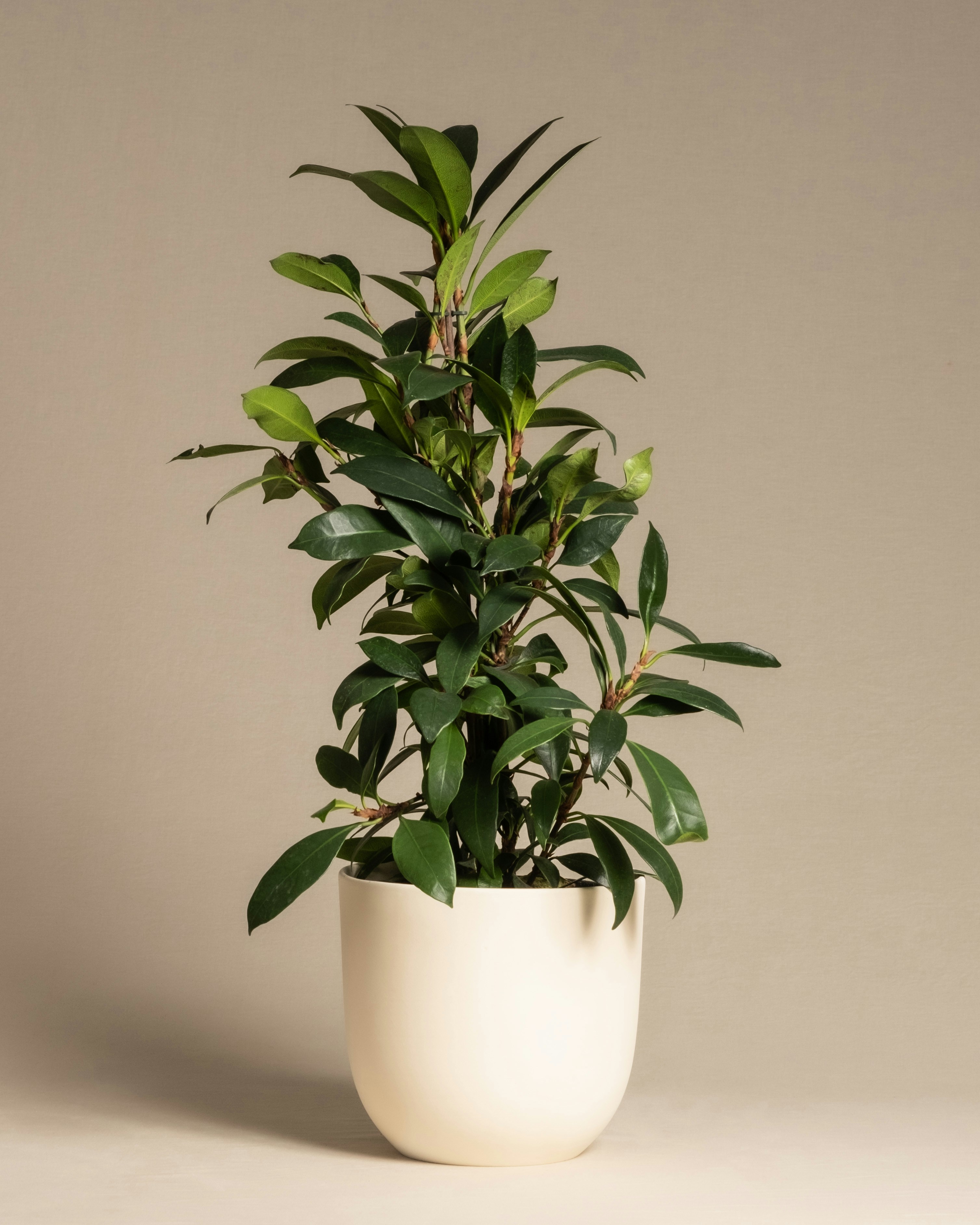 African Fig