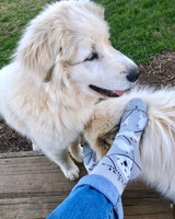 Great Pyrenees Crew Novelty Socks