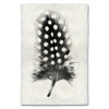 Feather Study Print #1