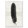 Feather Study Print #5