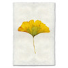 Ginkgo Leaf Study Print