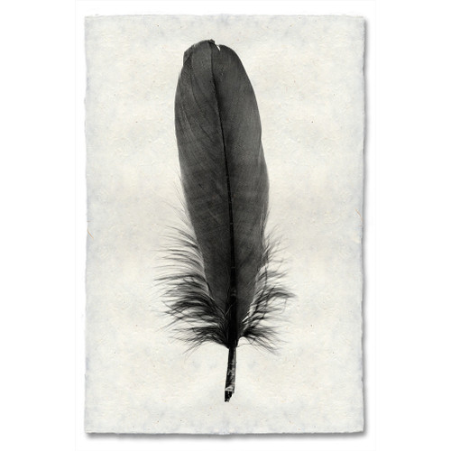 Feather Study Print #6