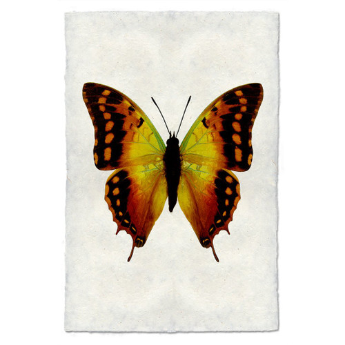 Butterfly Print #4