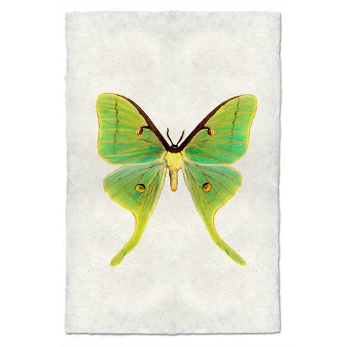 Butterfly Papilionoidea Study Print #3