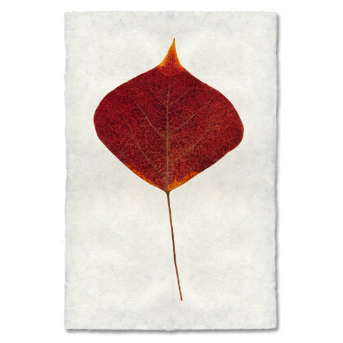 Smoke Tree Leaf Study Print