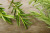 Rosemary Olive Oil