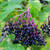 Elderberry Dark Balsamic