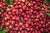 Kaimana Lychee