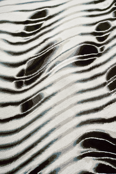 Scallop by Chihuly - closeup image