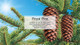  Little Trees 60101-48PACK-6CTS Royal Pine Hanging Air Freshener for Car & Home 48 Pack! 