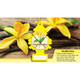 Little Trees Vanillaroma Hanging Air Freshener For Car & Home 6 Pack! 