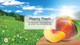  Little Trees 60319-24PACK-6CTS Peachy Peach Hanging Air Freshener for Car & Home 24 Pack! 