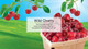  Little Trees U6P-60311-72PACK-6CTS Wild Cherry Hanging Air Freshener for Car & Home 72 Pack! 