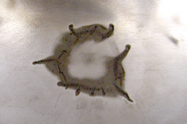 Cavitation erosion