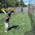 PS50 Baseball and Softball Pitching Machine