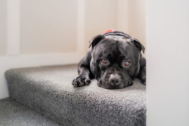 Don’t Count Carpet Flooring Out!