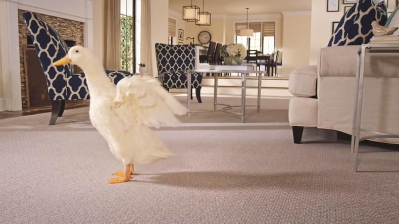 All Pet Protection & Warranty: Why Mohawk Carpet Flooring is Perfect for Animal Lovers