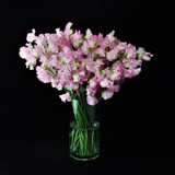 WHAT'S BLOOMING FOR VALENTINE'S DAY
