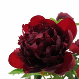 WHAT'S BLOOMING NOW?