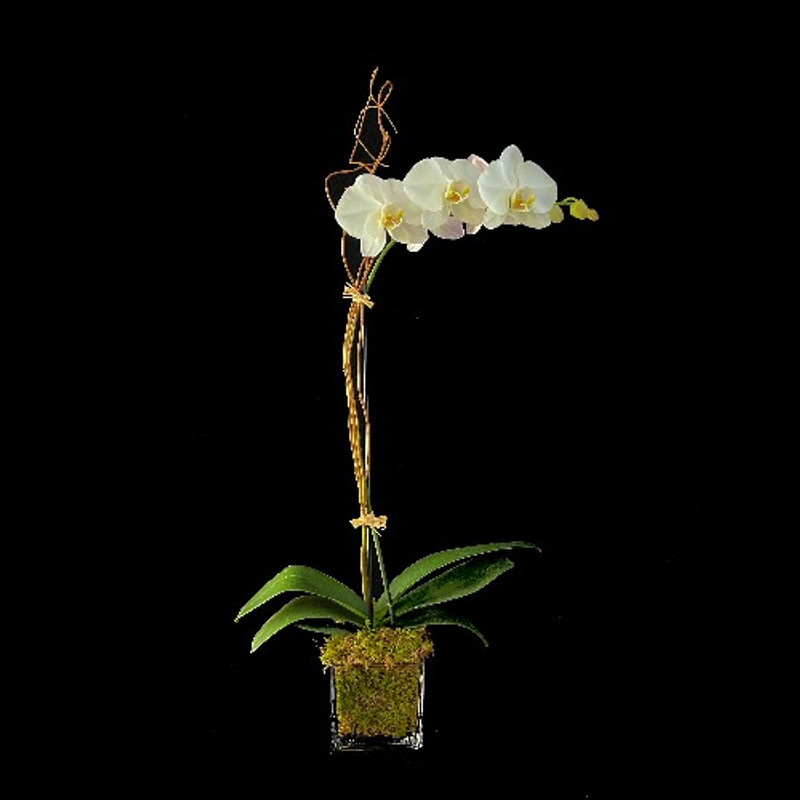 DELUXE PHALAENOPSIS ORCHID