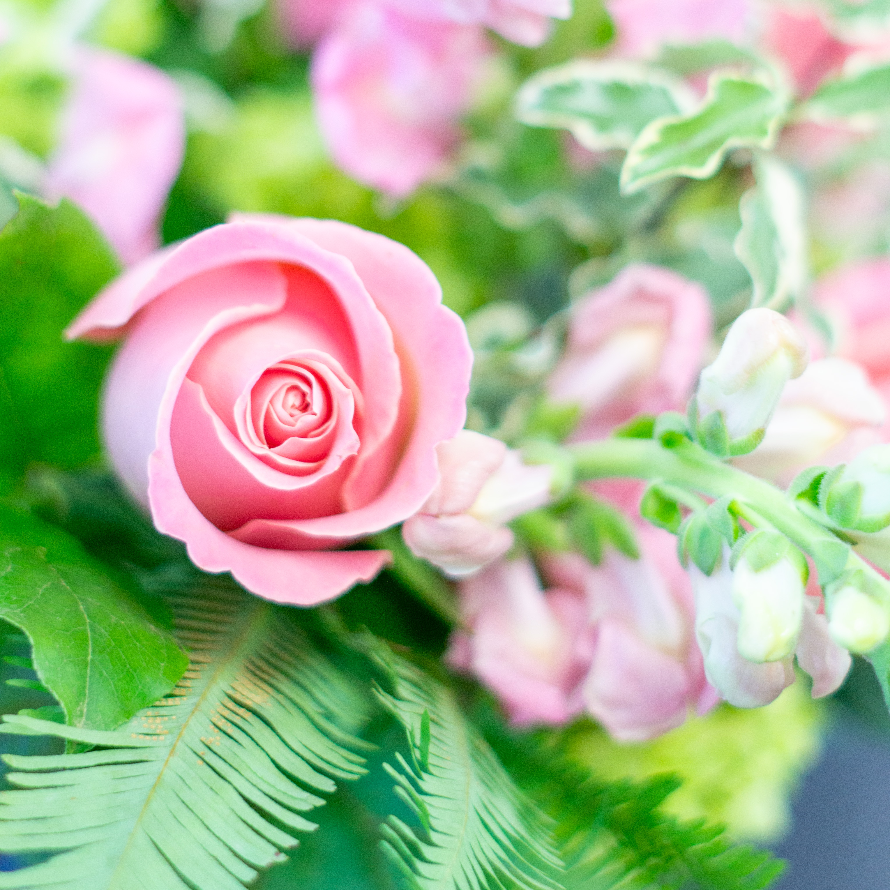 Sample image of Nightingales monochromatic color palettes available for same day delivery to Ballantyne and Charlotte. Close up image of pink flowers including pink roses and pink snapdragons.