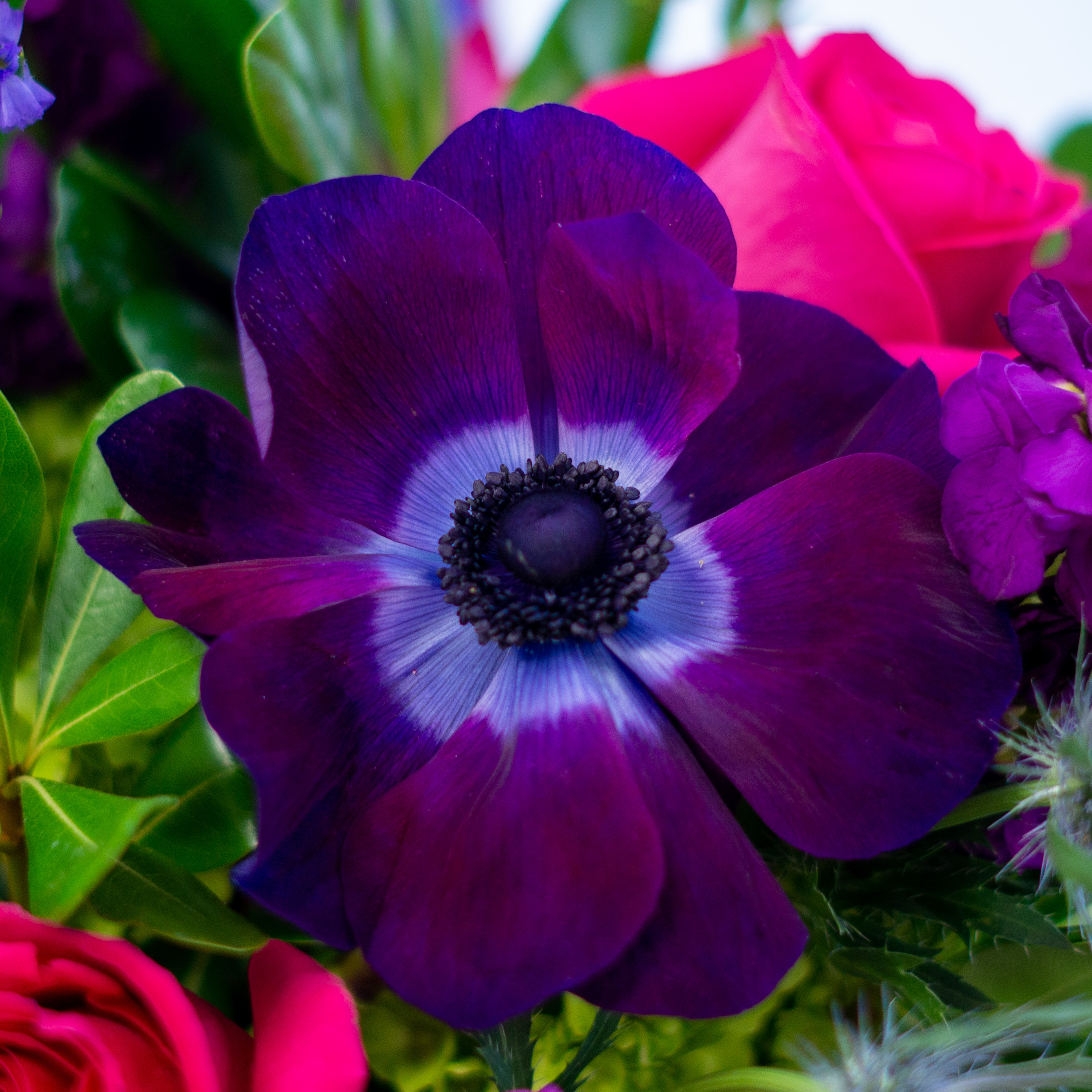 Sample image for a vibrant, jewel tone flower arrangement - picture shows a dark purple anemone with bright pink roses and blue thistle. 