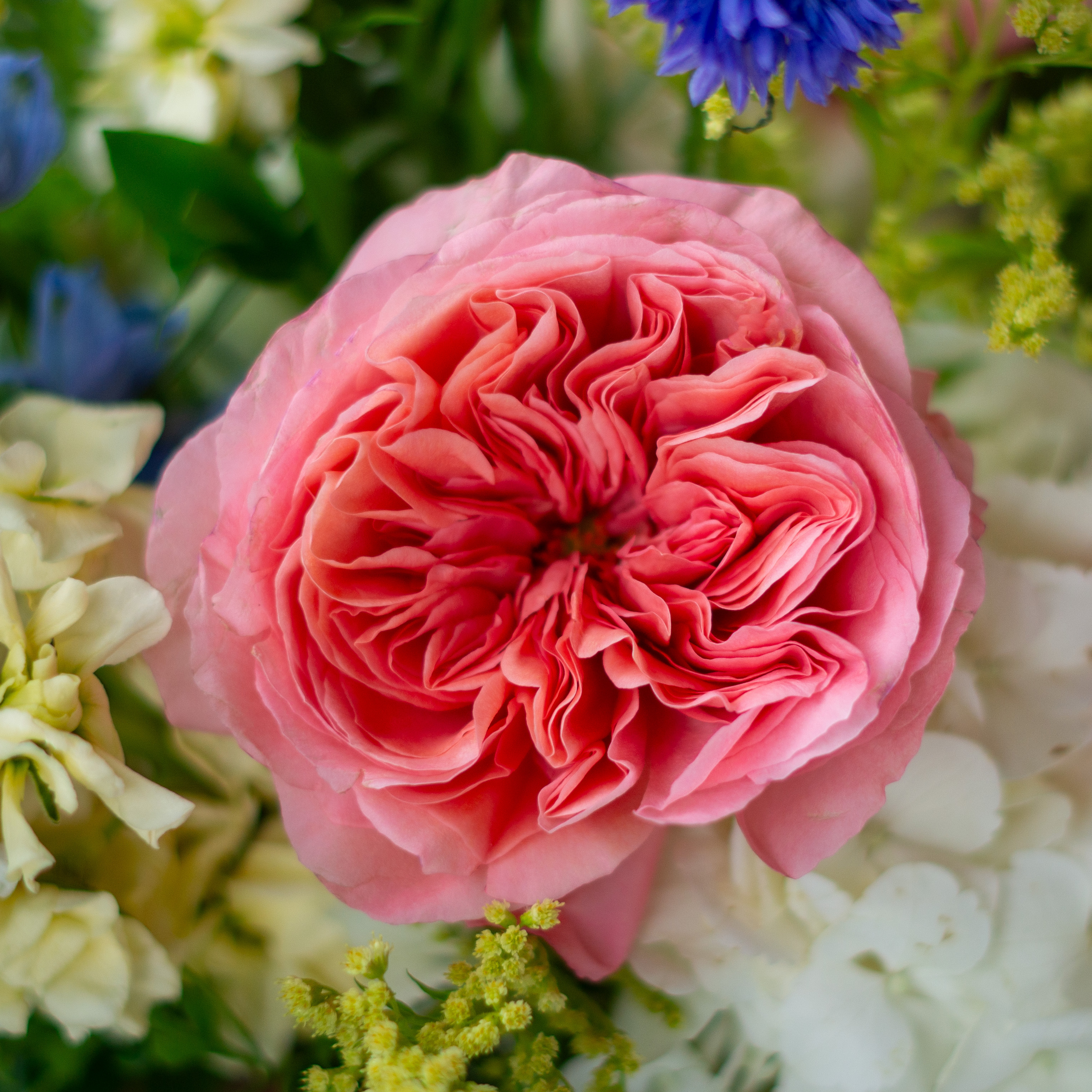 Image of white hydrangea, pink alstroemeria, green lemon leaves, penny cress, and red roses showcasing Nightingale Flower Company Valentine's day flowers for delivery to Charlotte, NC. 