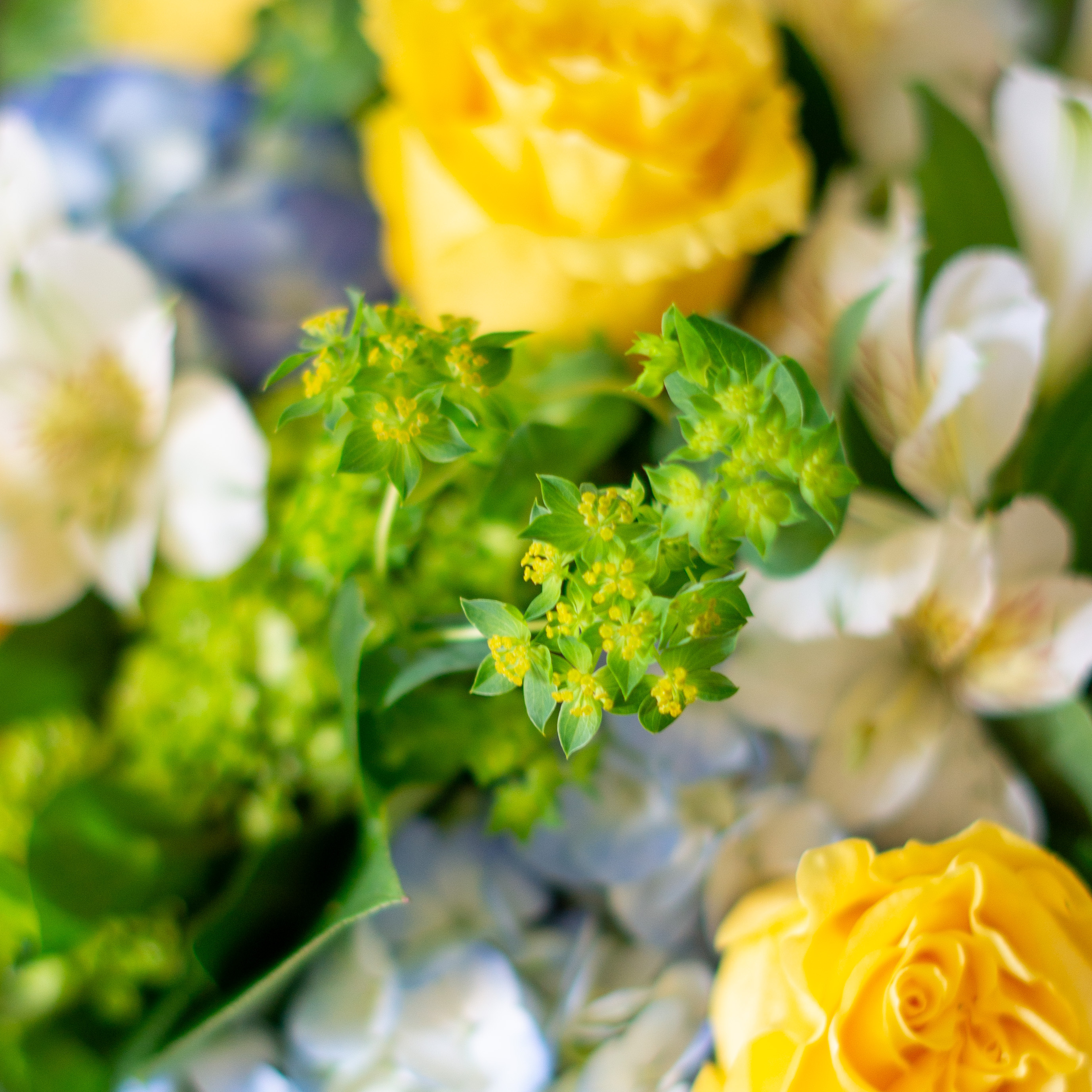 Large Valentines Day flowers for delivery to Charlotte, NC. Image shows a large garden style arrangement of peach roses, peach stock, white hydrangea, cream lisianthus, pink hypericum berries, and pink spray roses accented with spiral eucalyptus and gunni. 
