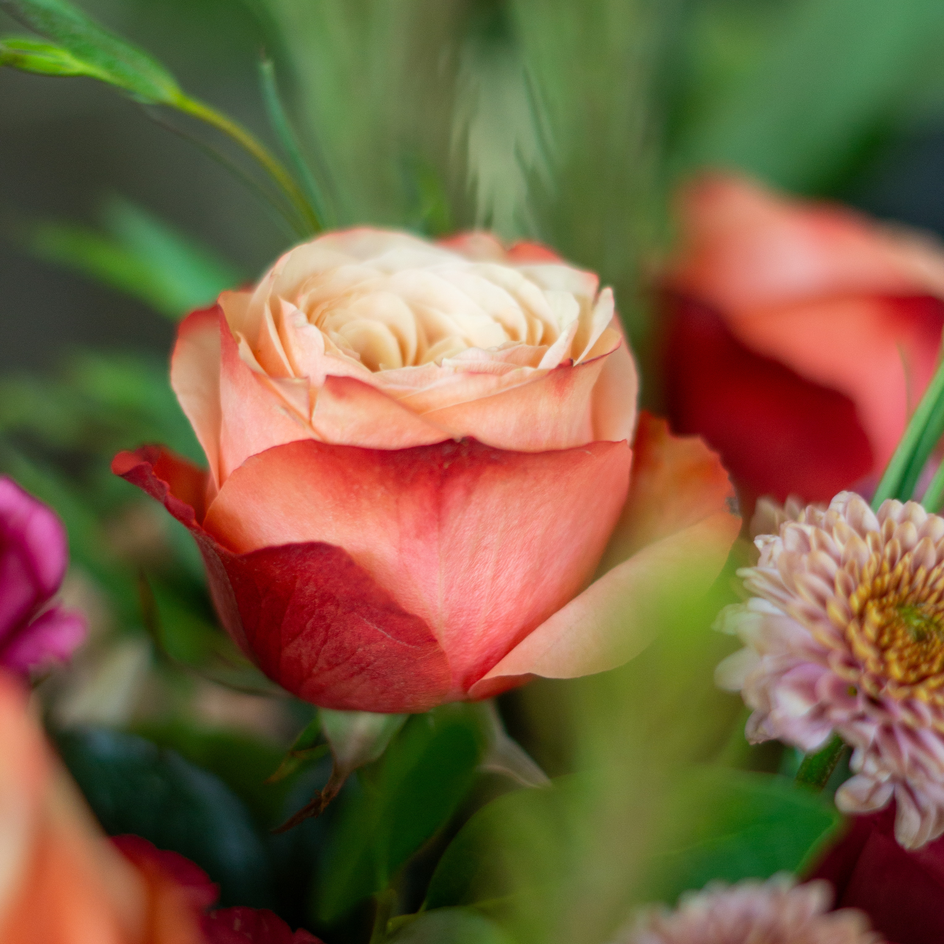 Image of white hydrangea, pink alstroemeria, green lemon leaves, penny cress, and red roses showcasing Nightingale Flower Company Valentine's day flowers for delivery to Charlotte, NC. 